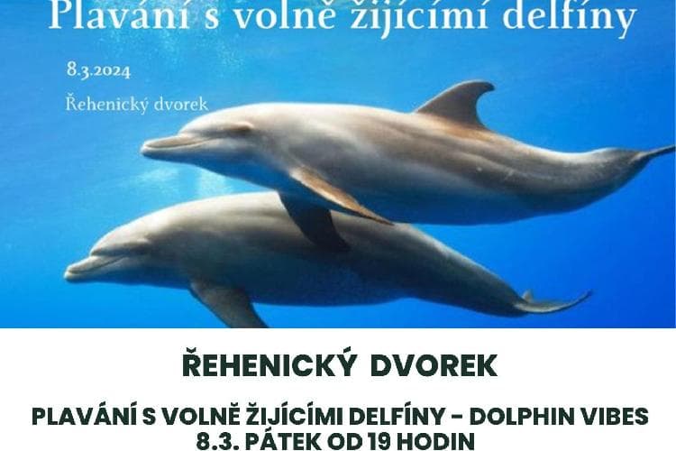 PLAVÁNÍ S VOLNĚ ŽIJÍCÍMI DELFÍNY - DOLPHIN VIBES